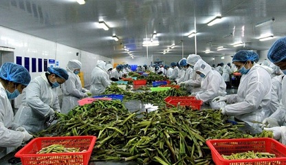 湖南沅江:依托優(yōu)勢(shì) 蘆筍產(chǎn)業(yè)劍指百億